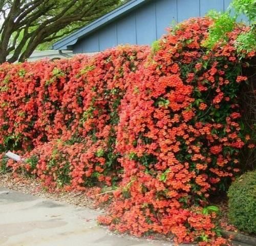 اهنگ سر من پر شده از خاطره هامون هیچکی آرزو نکرد یکم برامون