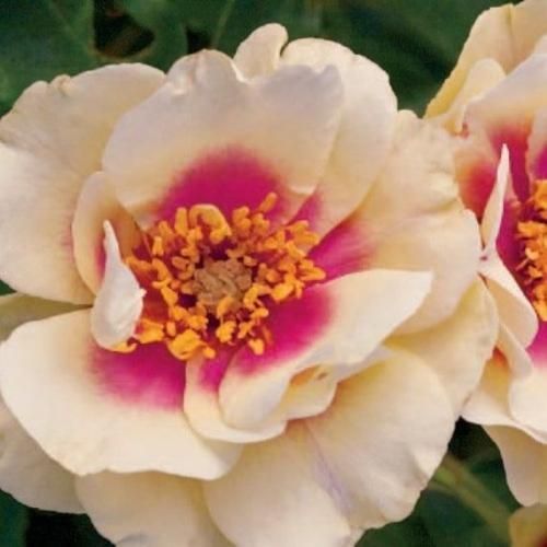 اهنگ دل من پر ازت ولی من کیو دارم بگم حرفامو یهو دیدم جوونیمم رفت