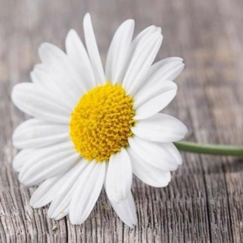 خطا کردی تاوانشم مه دم سیت نازتو میخرم تمام