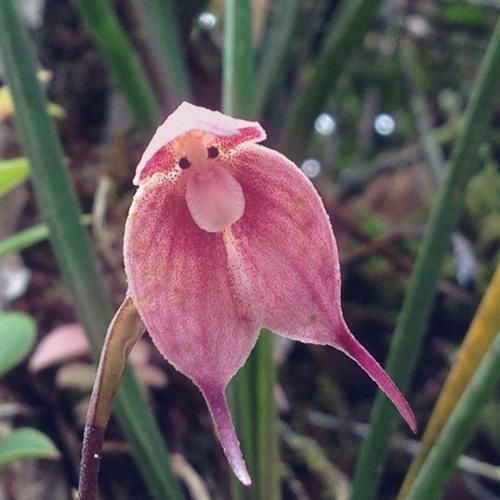 ندانم ندانی کجایم کجایی کجایی گمونم به کام تو هم ریخته