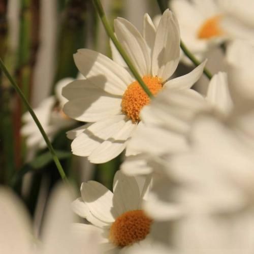 اولیویا رودریگو خوناشام