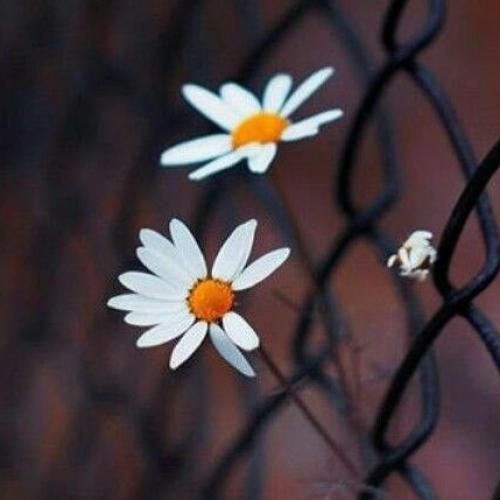 Nxdia She Likes A Boy