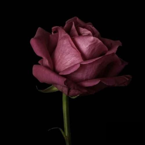 گل من زدی ریشمو کندی