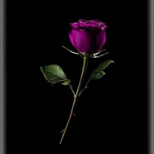 هارداسان نازلی یاریم اریب داغدا قاریم