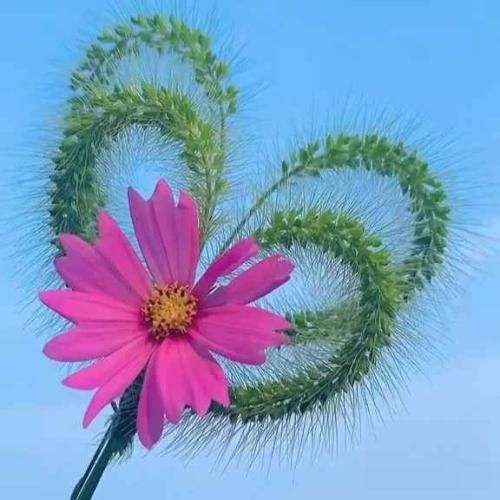 صدای تروریست تصویر قاصدک های خاورمیانه