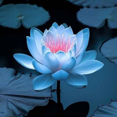 ماه تو بغلمه تا وقتی چشماتو دارم