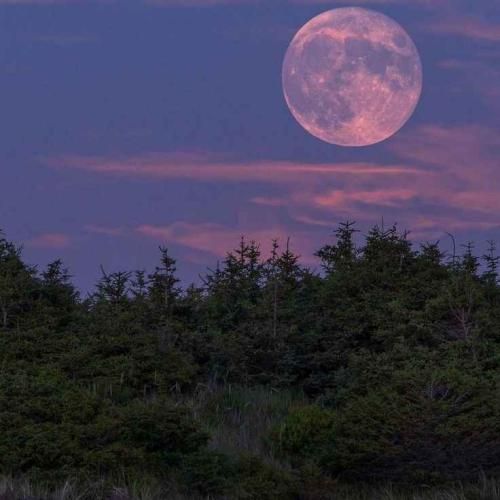 سلطان دلمونو بردا خوش قدو بالا