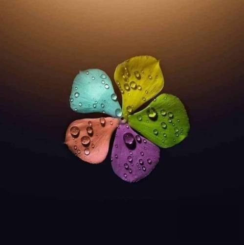 بازار ماهی فروشان رشت عمو صادق بوقی