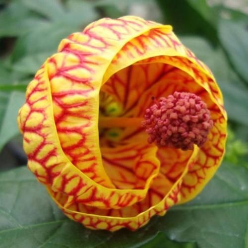 سبزه کشمیره زلفای تو زنجیره