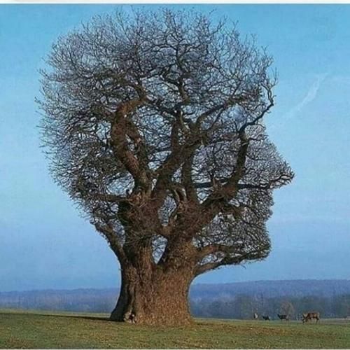  سبز کشمیر مو زلفای تو زنجیر مو