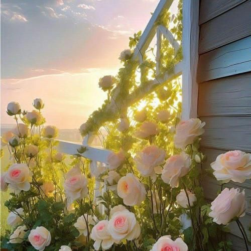 سنا برزنجه میلی جیایی