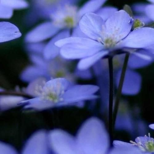 دیاتا و سیجل گواکاموله