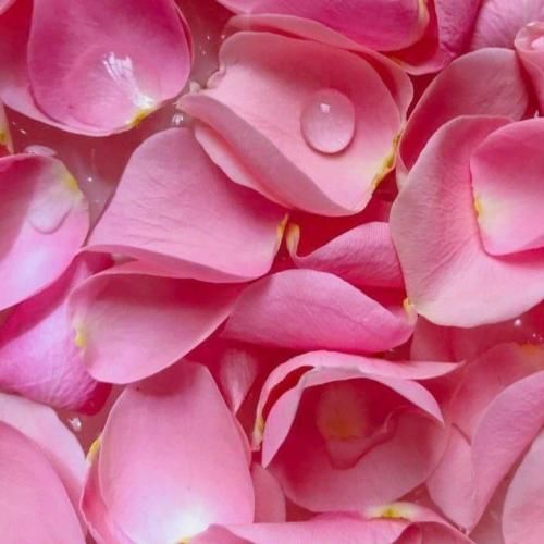 بقیه رو سیر میکردم ولی تورو پین اکسمو دوست داشتم