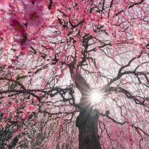 کی میگه آسمون همه ماه داره شایدم واسه ما خار داره