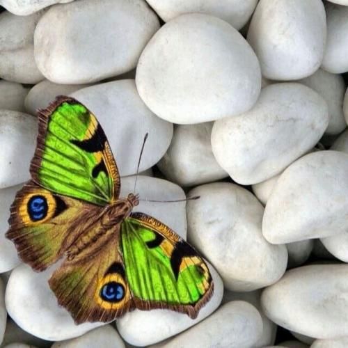 من اگه بردم برای تو بردم