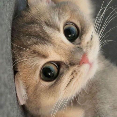 بابا پرپر شدم منو جمعم کن روزامم شد