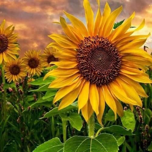 دانلود اهنگ خیلی حسارو ندارم چون خیلی چیزا دیدم