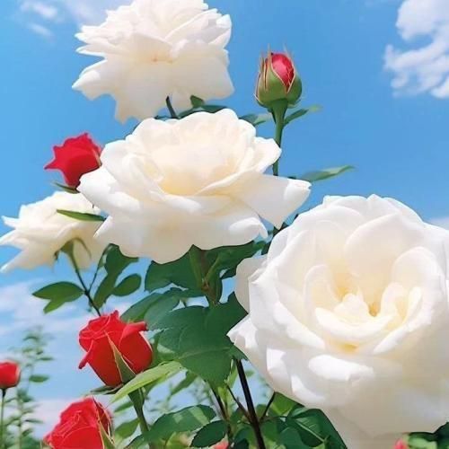 دانلود اهنگ کاش برسه دستتو بگیرم اومد و دستمو گرفت